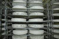 Fabrication du fromage - Fromages moulés aux herbes en cave d'affinage